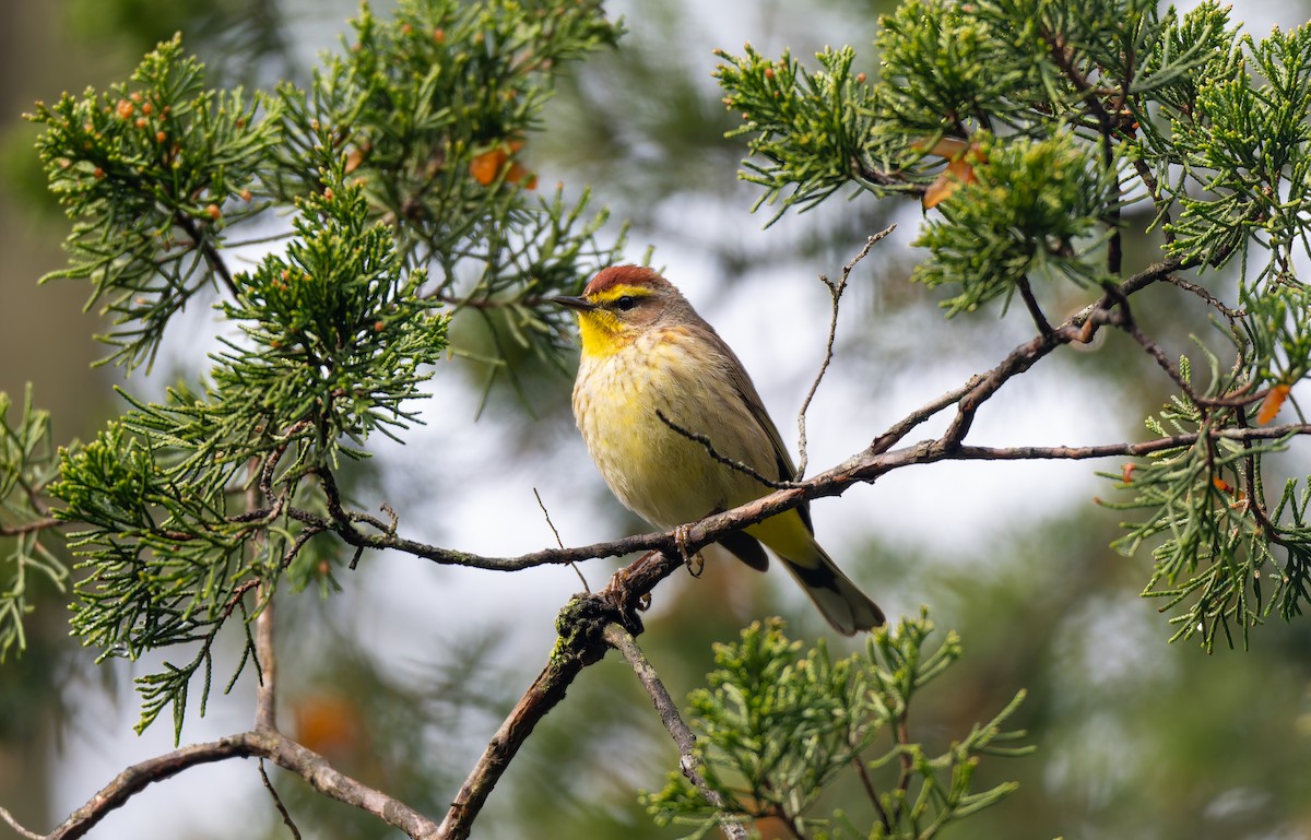 Palm Warbler - Victoria Pepe