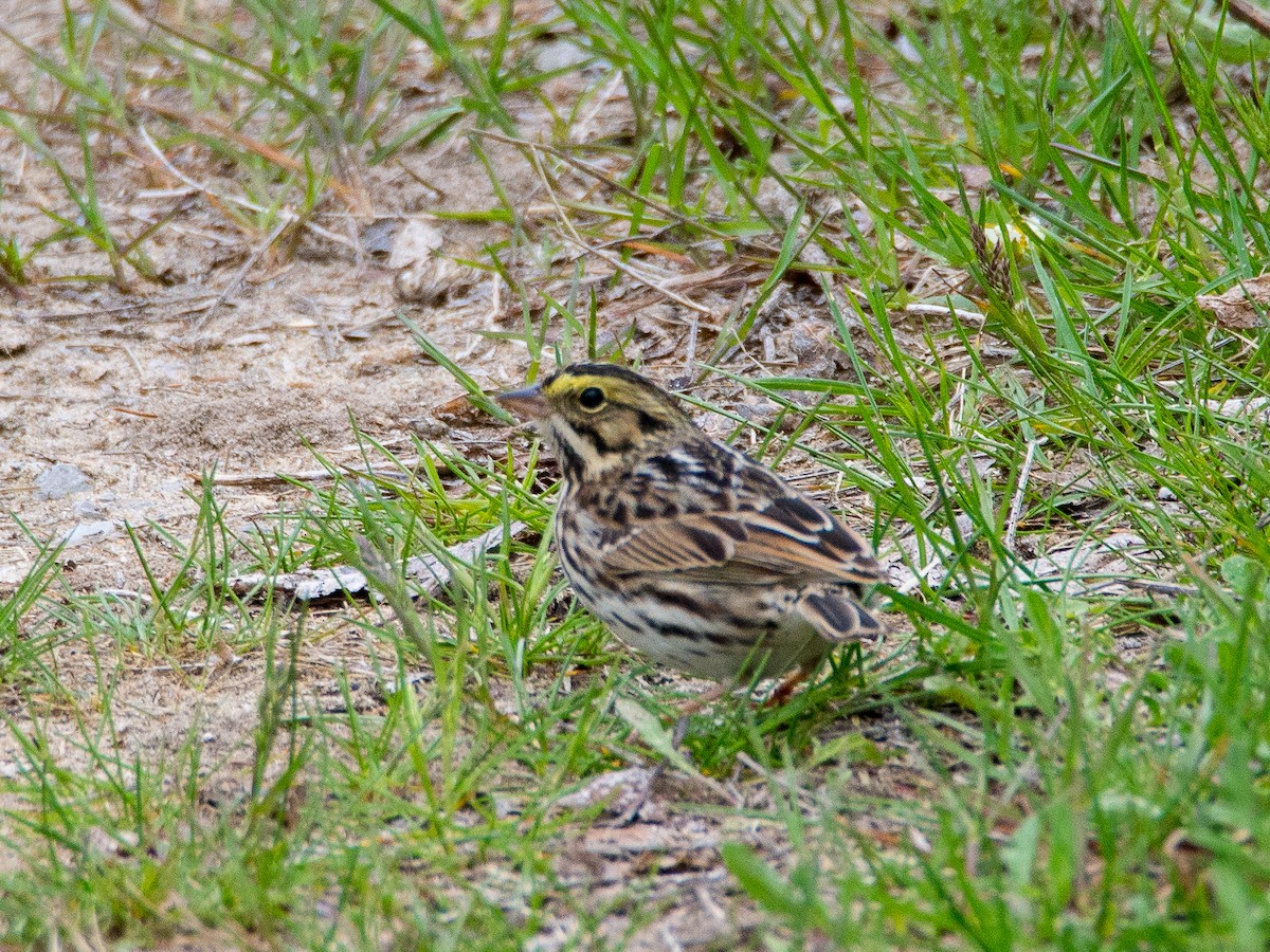 Savannah Sparrow - ML618243439