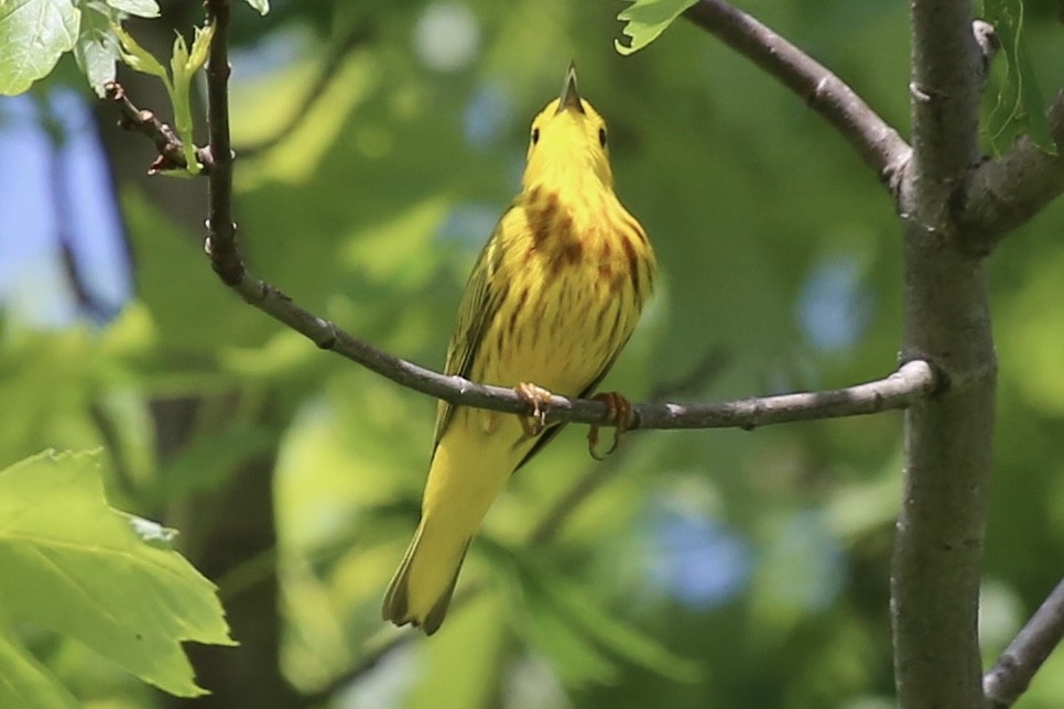 Yellow Warbler - Emma Herald and Haley Boone