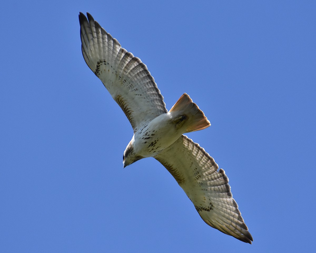 Red-tailed Hawk - Brian Hicks