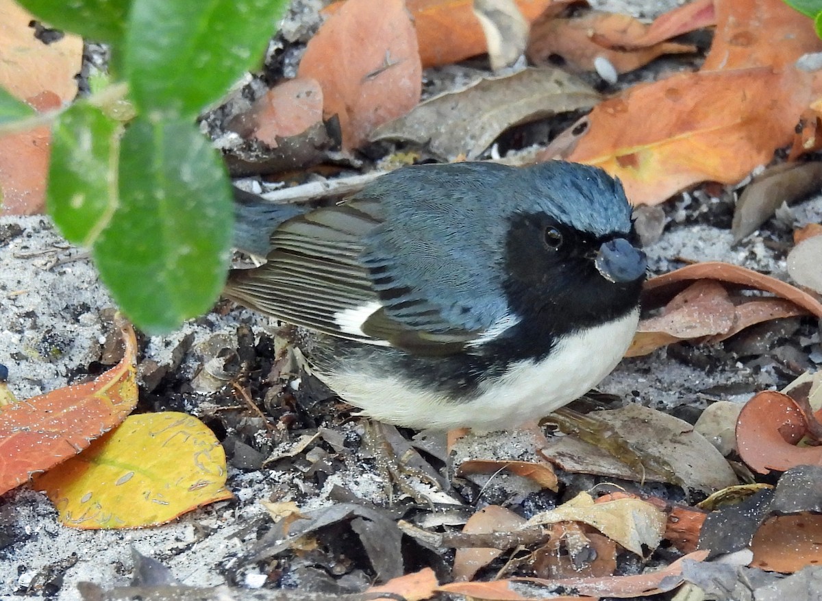 Black-throated Blue Warbler - ML618243683