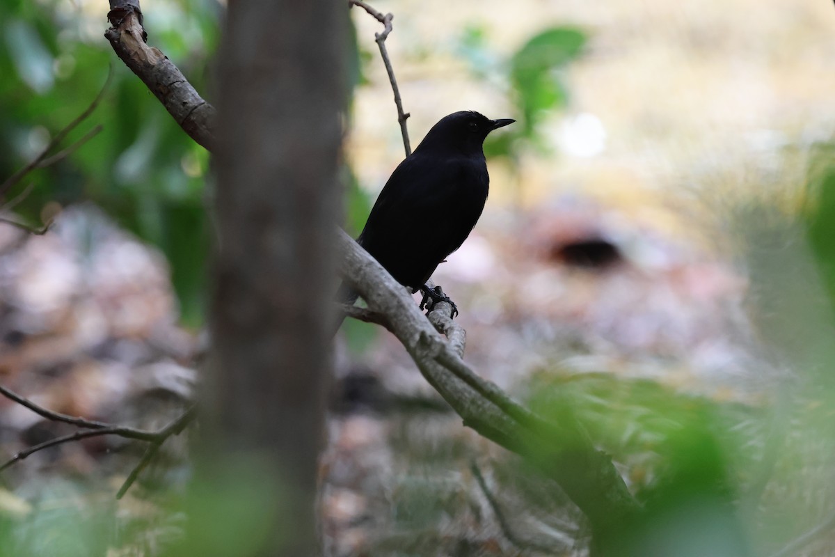 Black Catbird - ML618243691