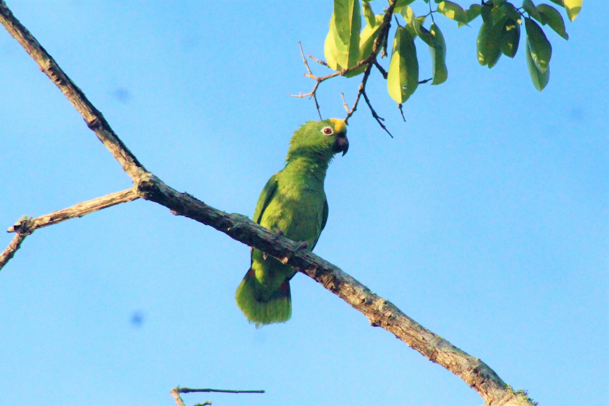 Yellow-crowned Parrot - ML618243703