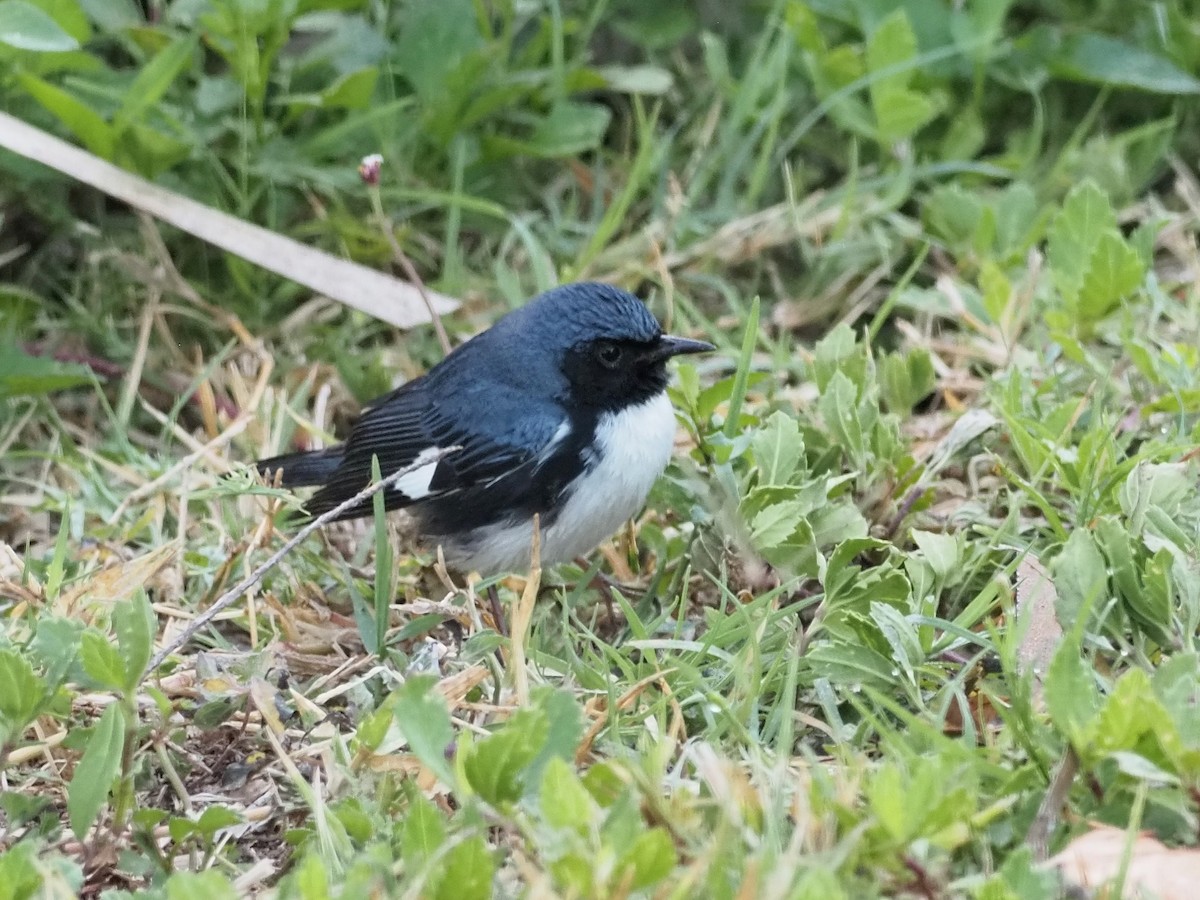 Black-throated Blue Warbler - John LeClaire