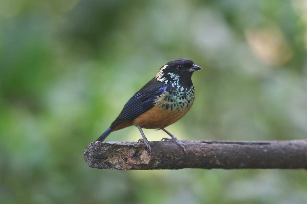 Spangle-cheeked Tanager - ML618243732