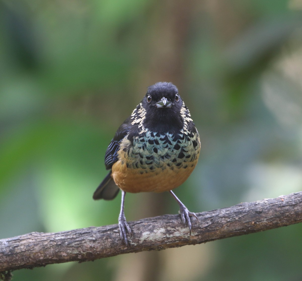 Spangle-cheeked Tanager - ML618243735