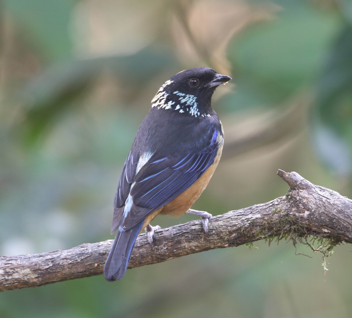 Spangle-cheeked Tanager - ML618243736