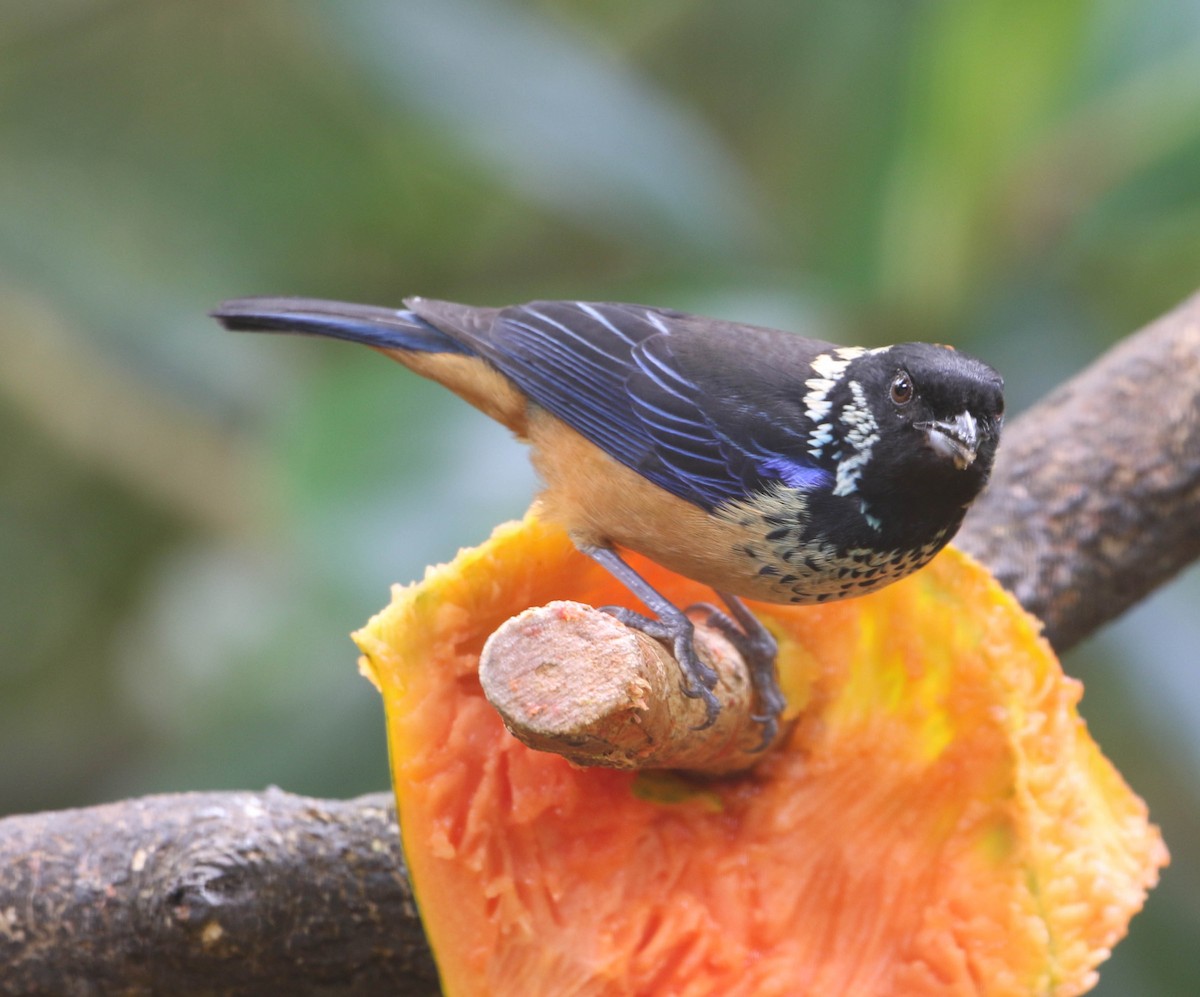 Spangle-cheeked Tanager - ML618243737