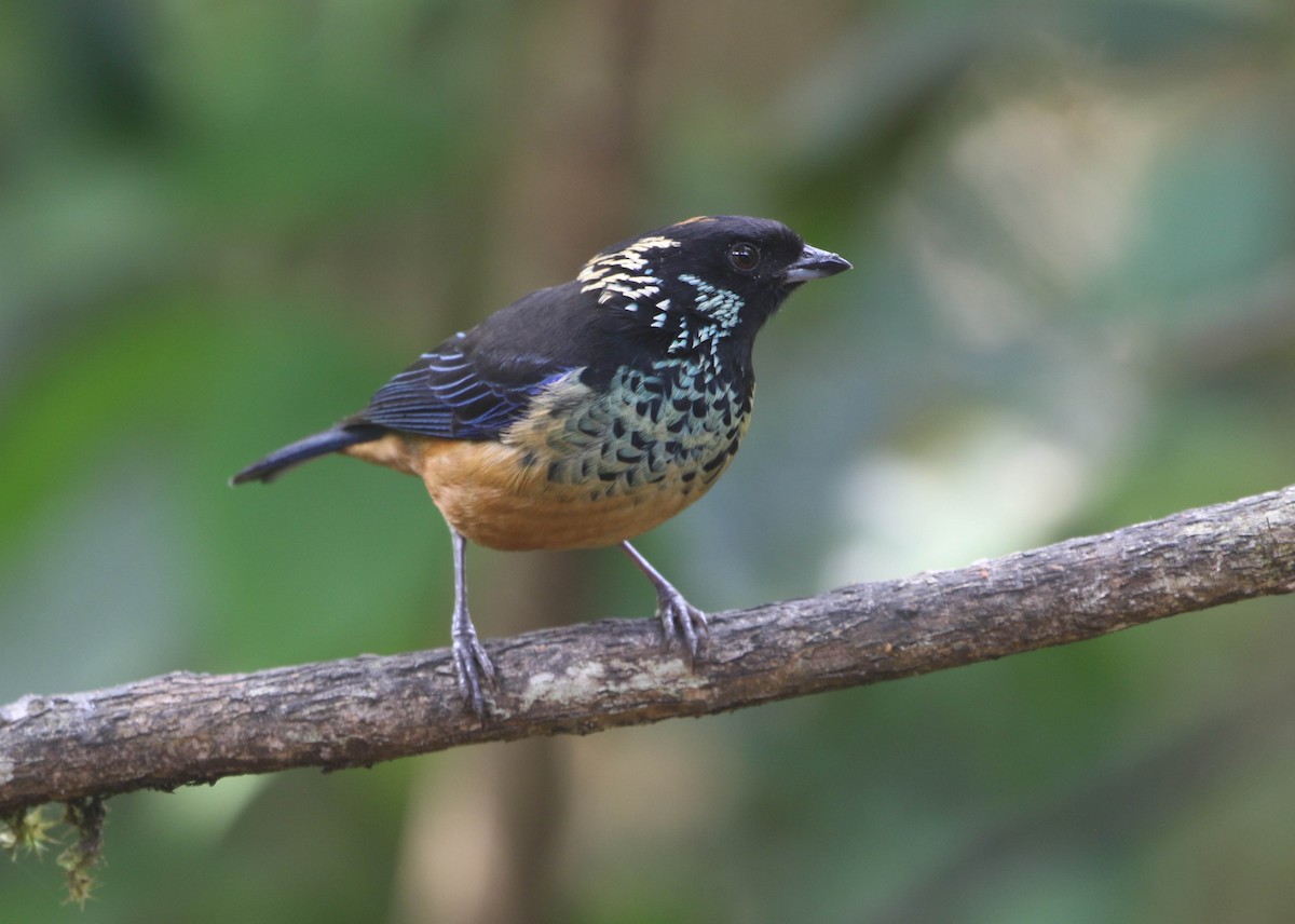 Spangle-cheeked Tanager - Roger Higbee