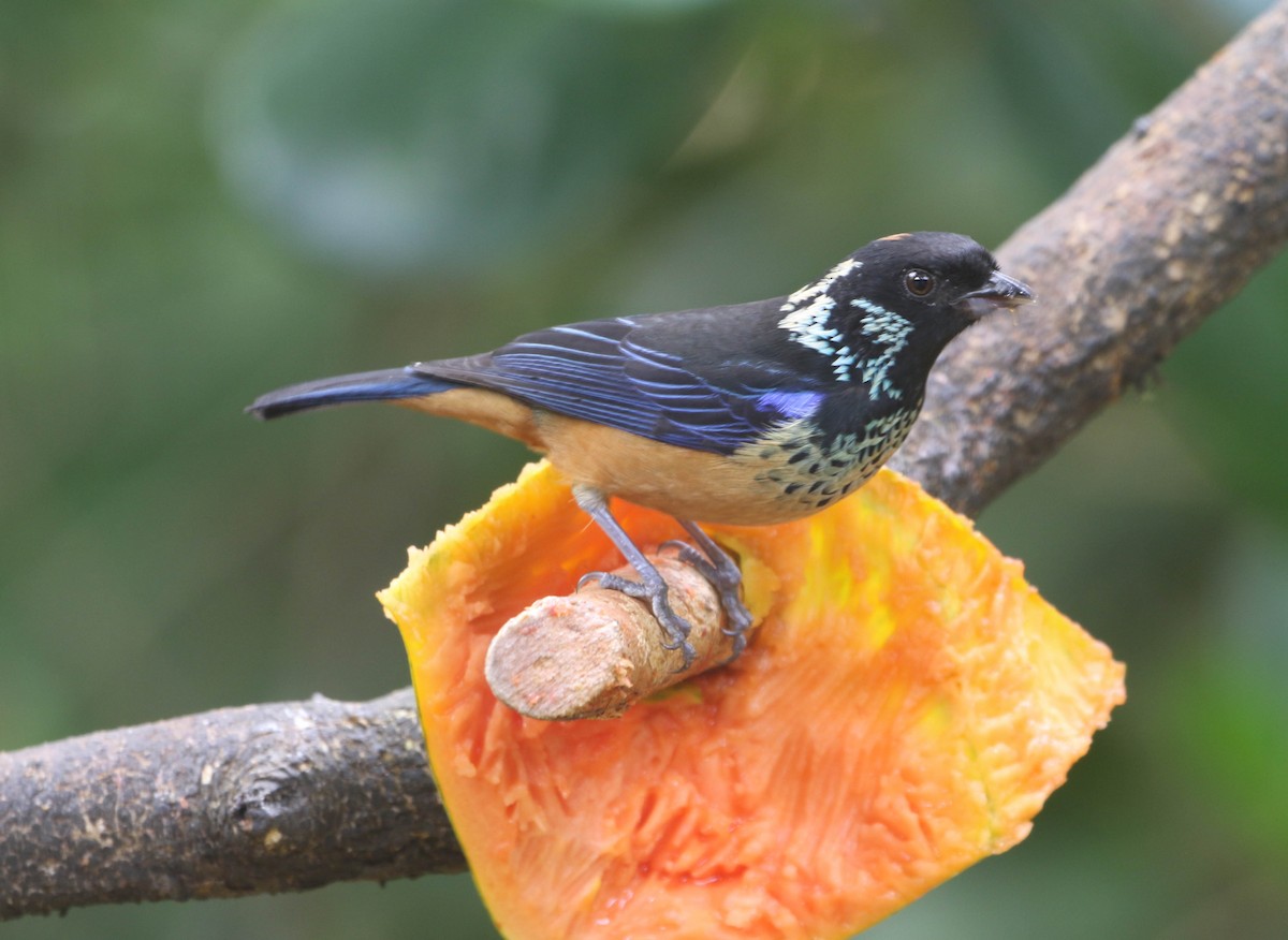 Spangle-cheeked Tanager - ML618243740
