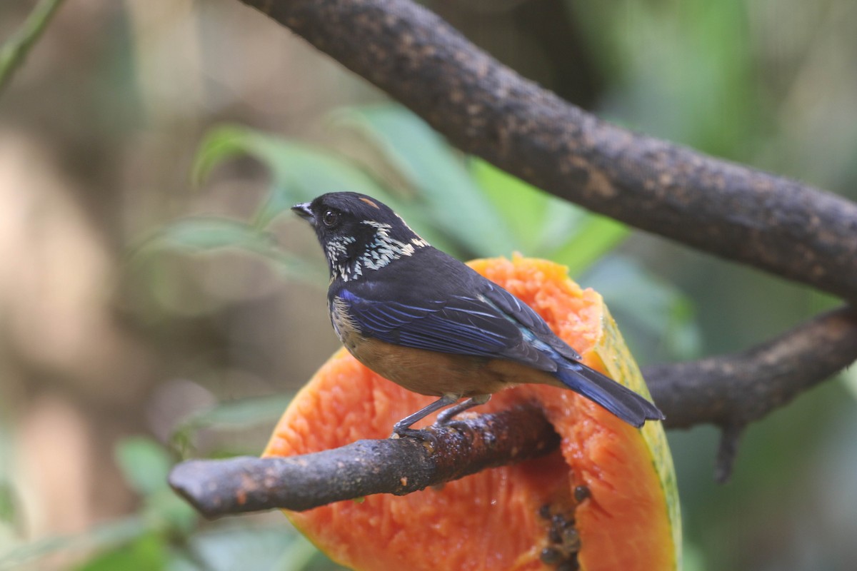 Spangle-cheeked Tanager - ML618243741
