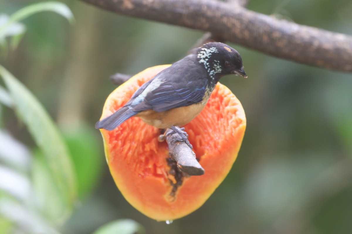 Spangle-cheeked Tanager - Roger Higbee