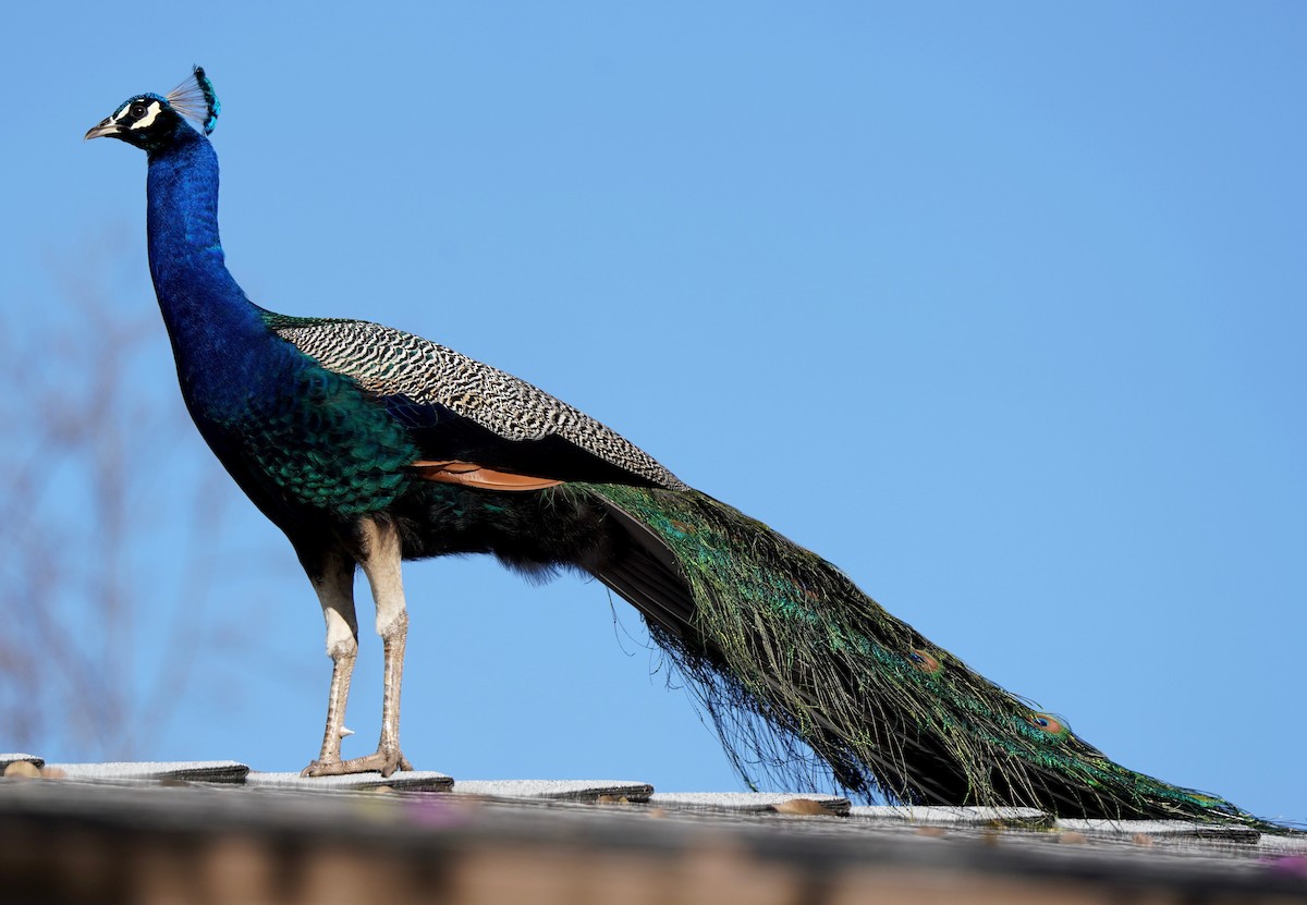 Indian Peafowl (Domestic type) - Sibylle Hechtel