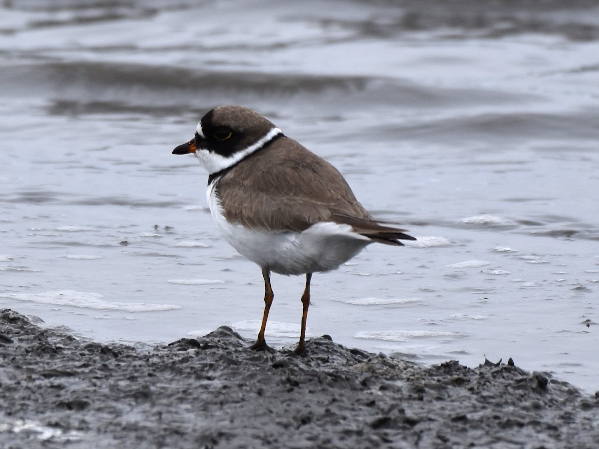 Semipalmated Plover - ML618243786