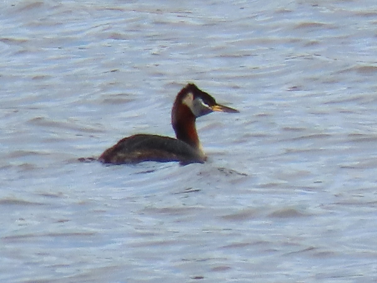 Red-necked Grebe - ML618243798