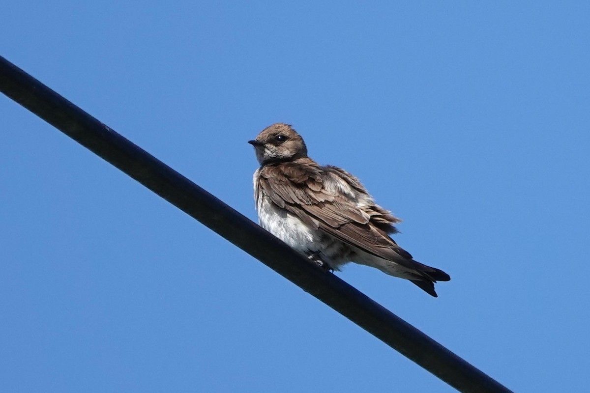 Northern Rough-winged Swallow - ML618243816