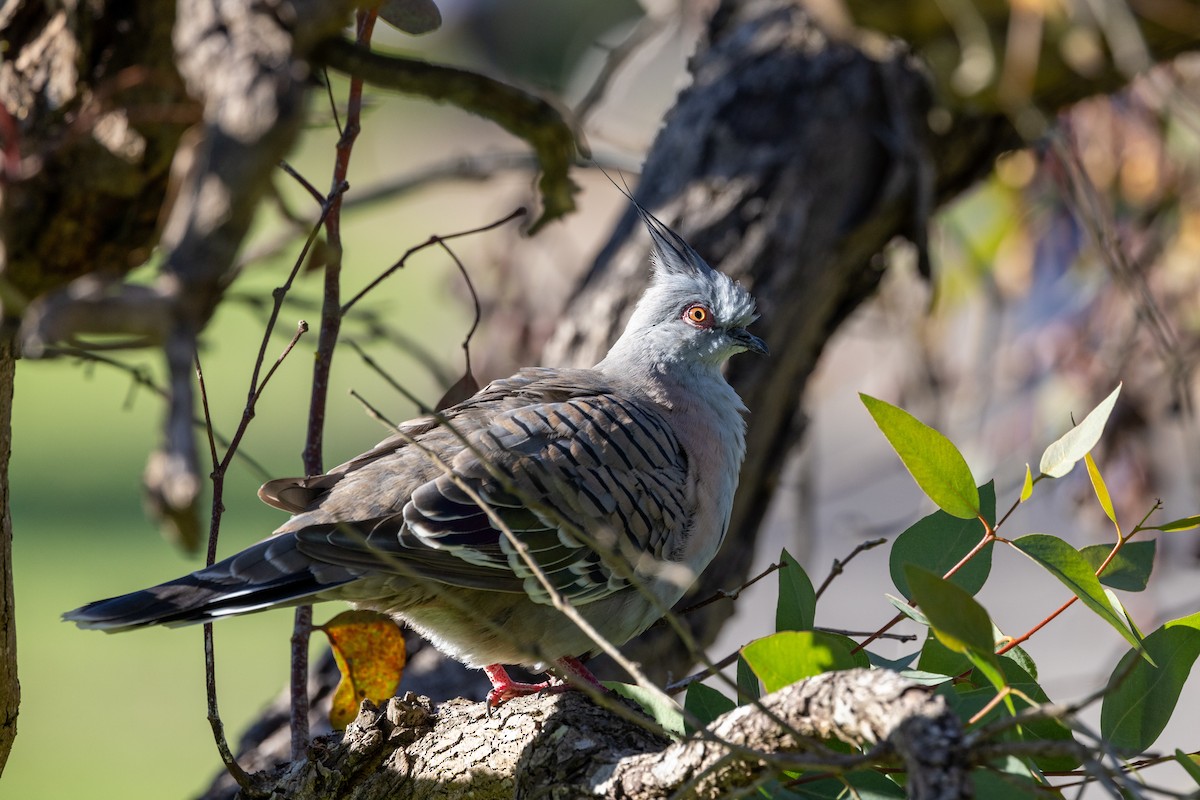 Crested Pigeon - ML618243843