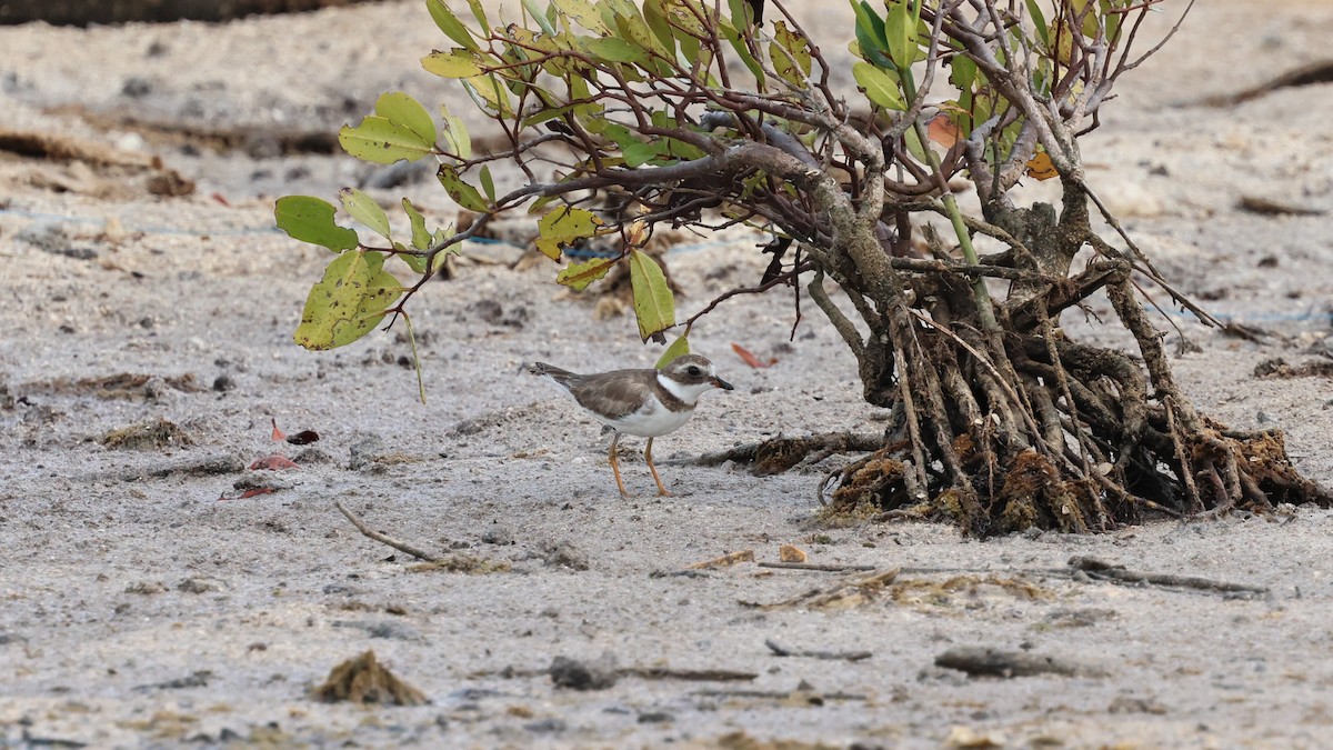 Semipalmated Plover - ML618243871