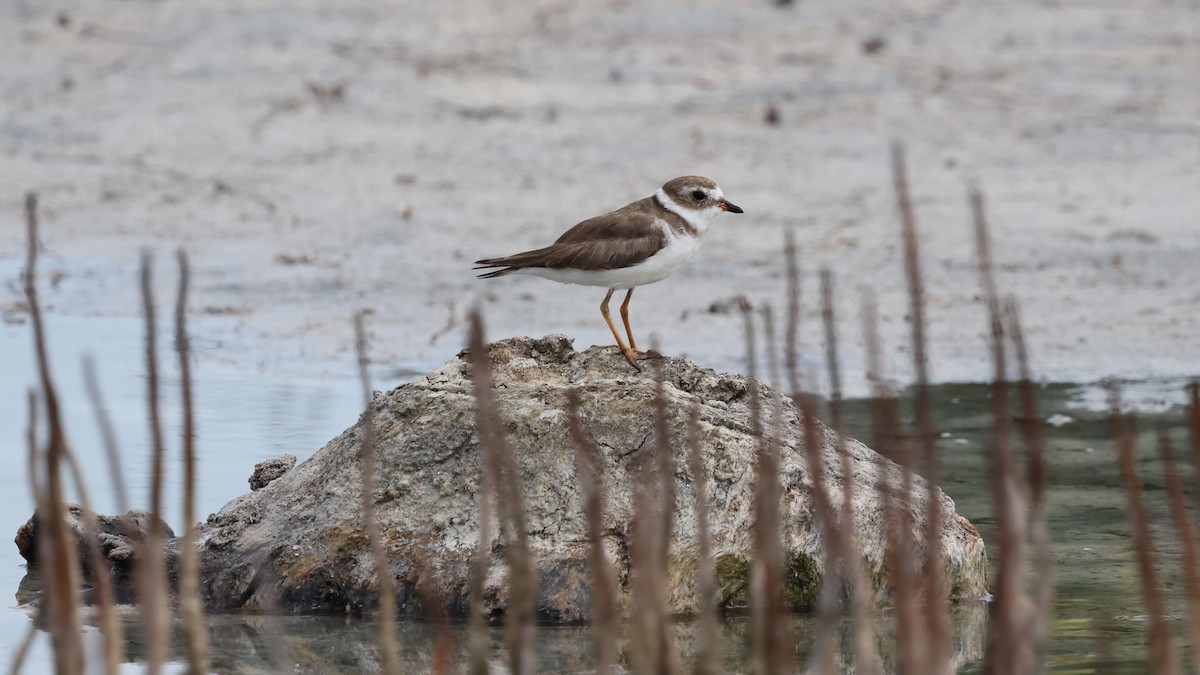 Semipalmated Plover - ML618243872