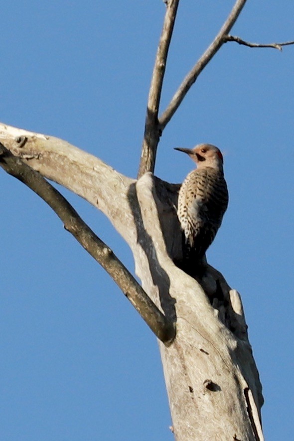 Northern Flicker (Yellow-shafted) - ML618243892