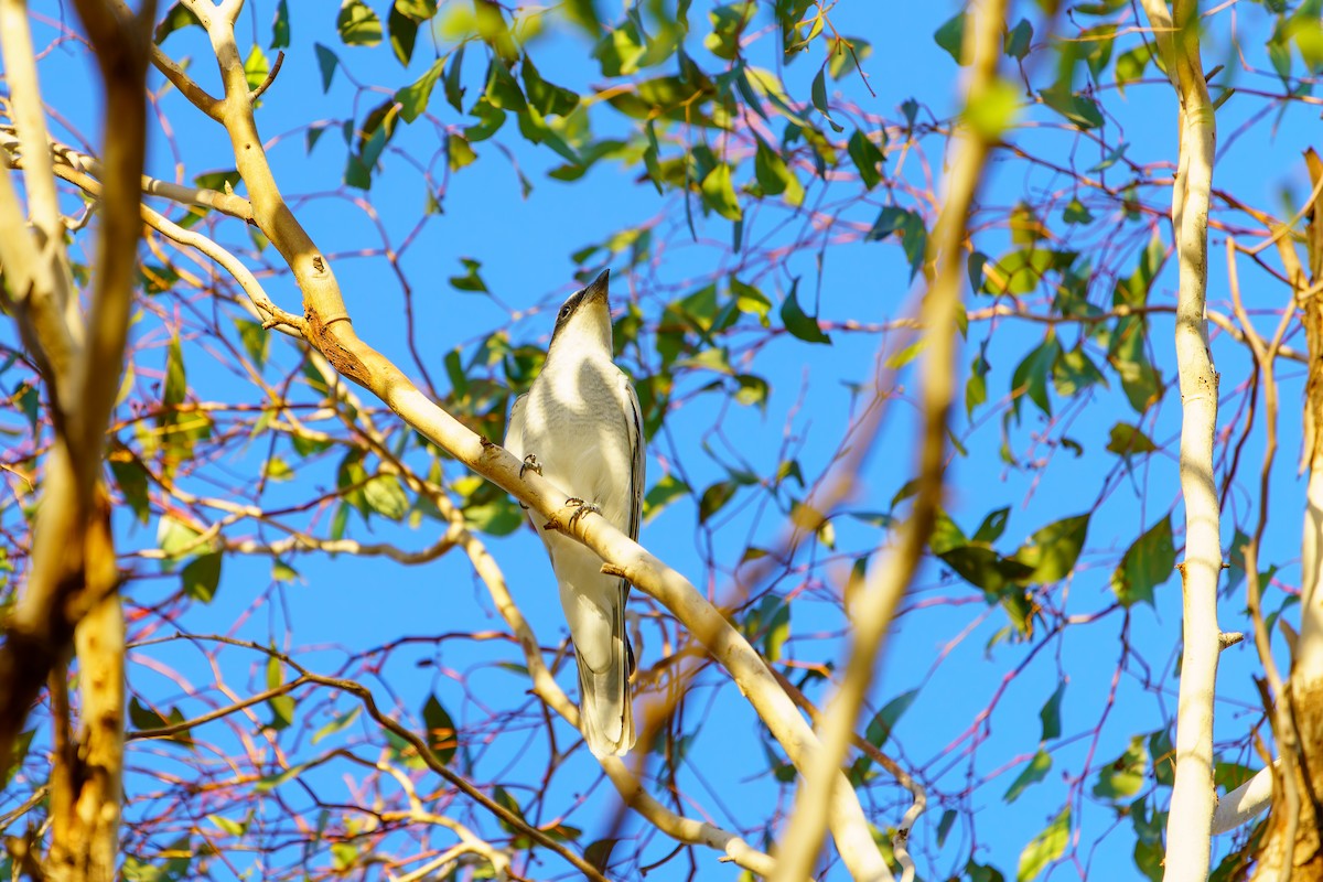 White-bellied Cuckooshrike - ML618243894