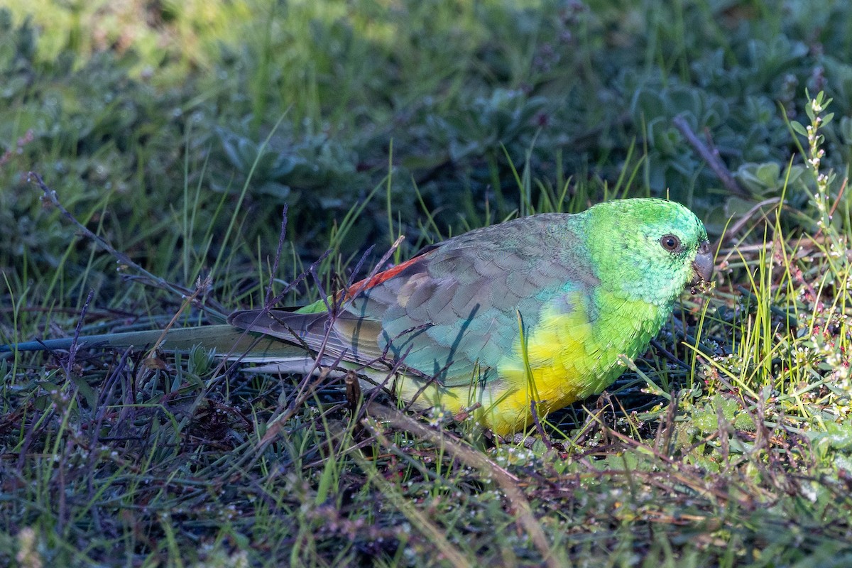 Red-rumped Parrot - ML618243920