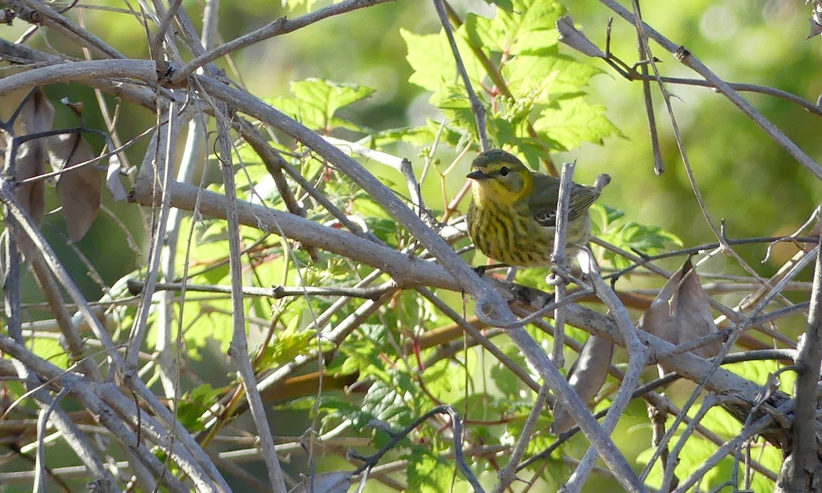 Cape May Warbler - ML618243956