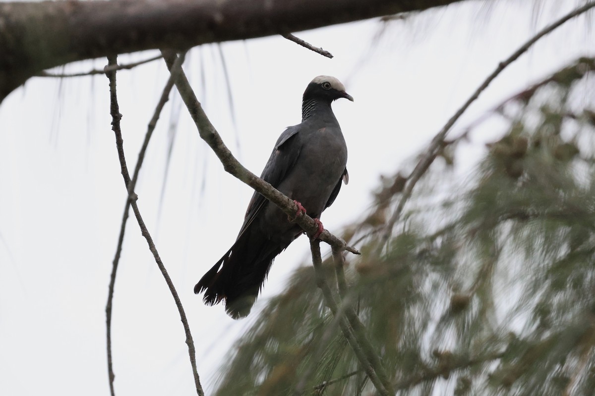 White-crowned Pigeon - ML618243982