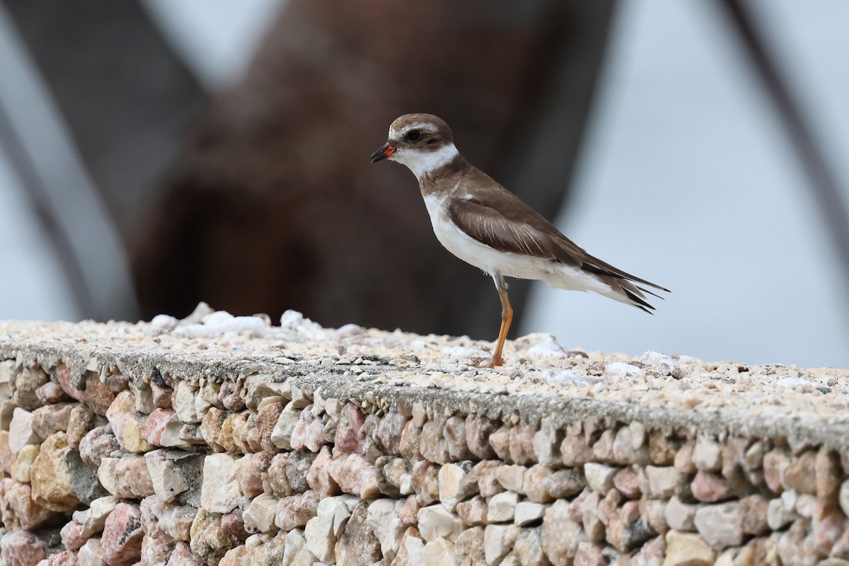 Semipalmated Plover - ML618244008