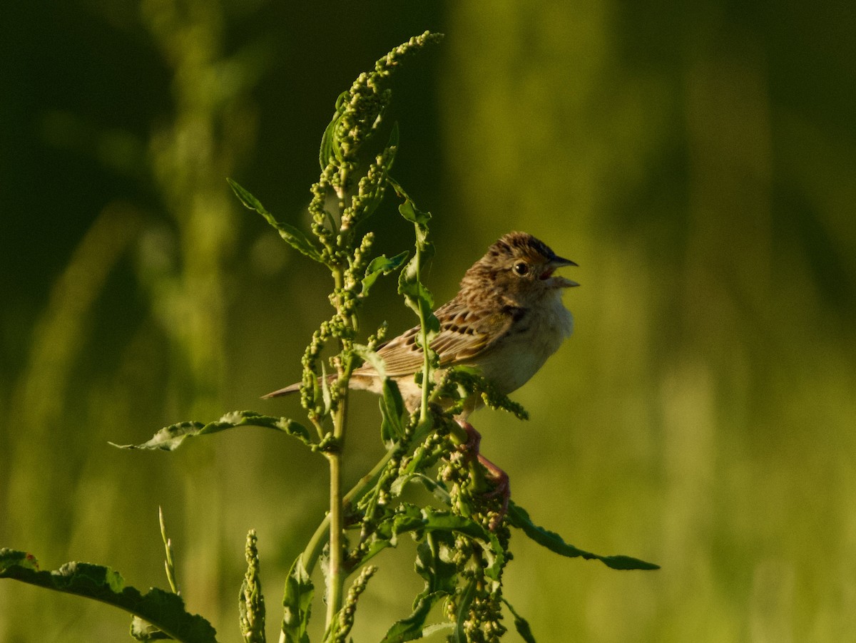 Grasshopper Sparrow - ML618244009