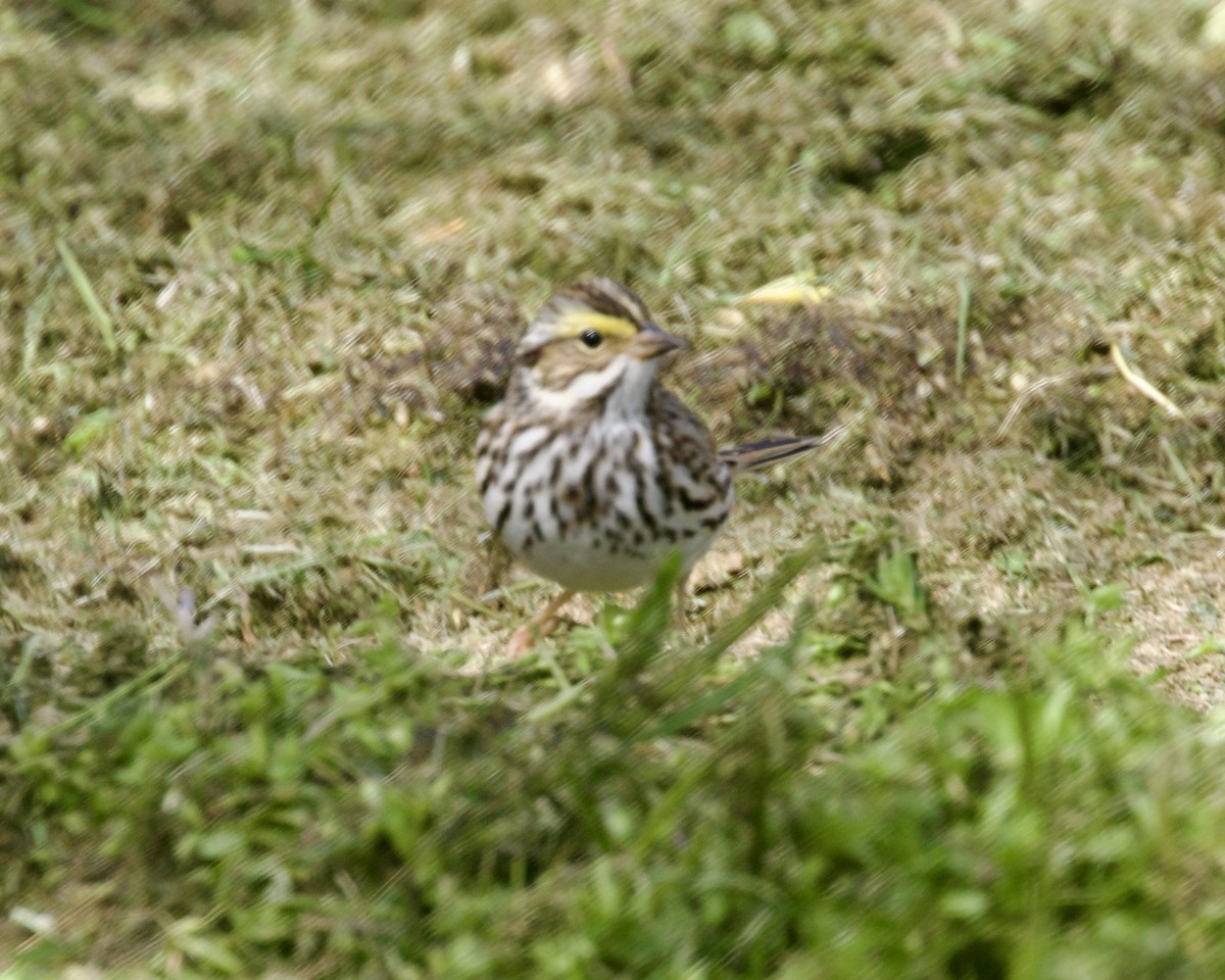 White-throated Sparrow - ML618244010