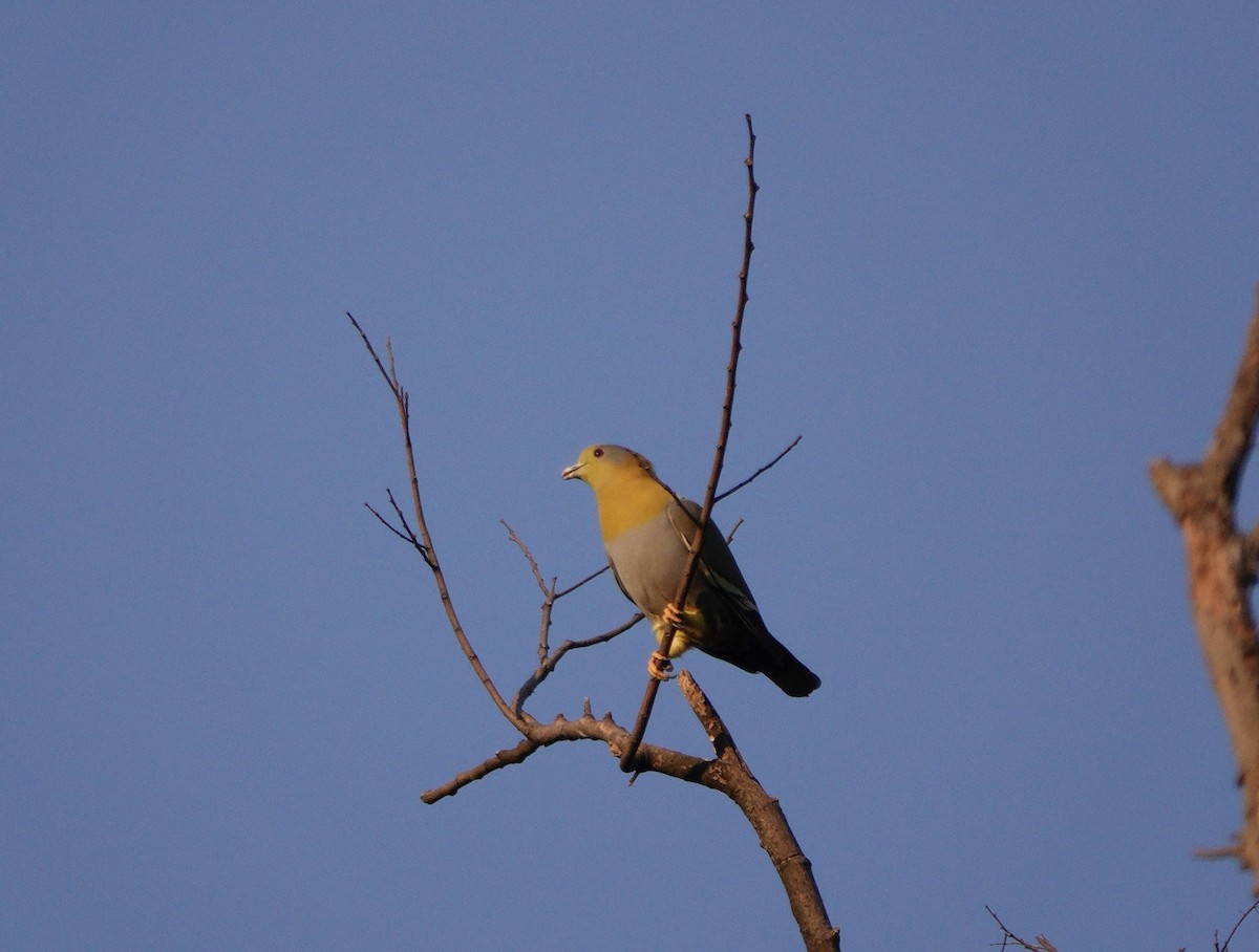 Yellow-footed Green-Pigeon - Cory Gao