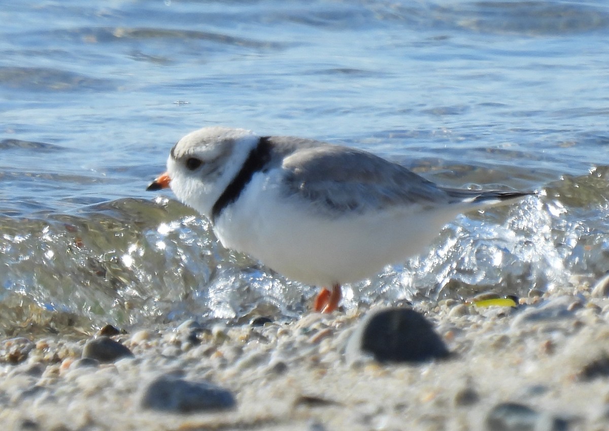 Piping Plover - ML618244138