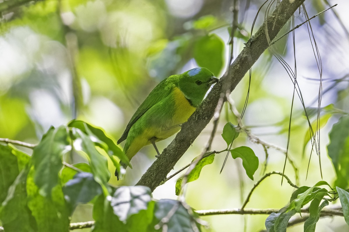 Blue-crowned Chlorophonia - Rick Bowers