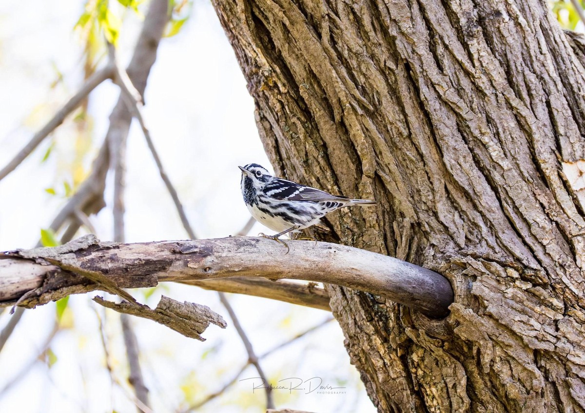 Black-and-white Warbler - ML618244174