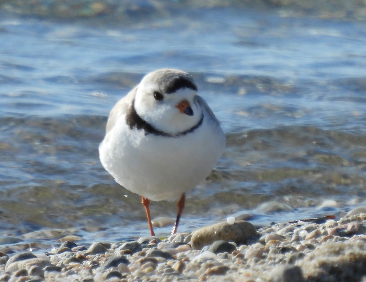 Piping Plover - ML618244189