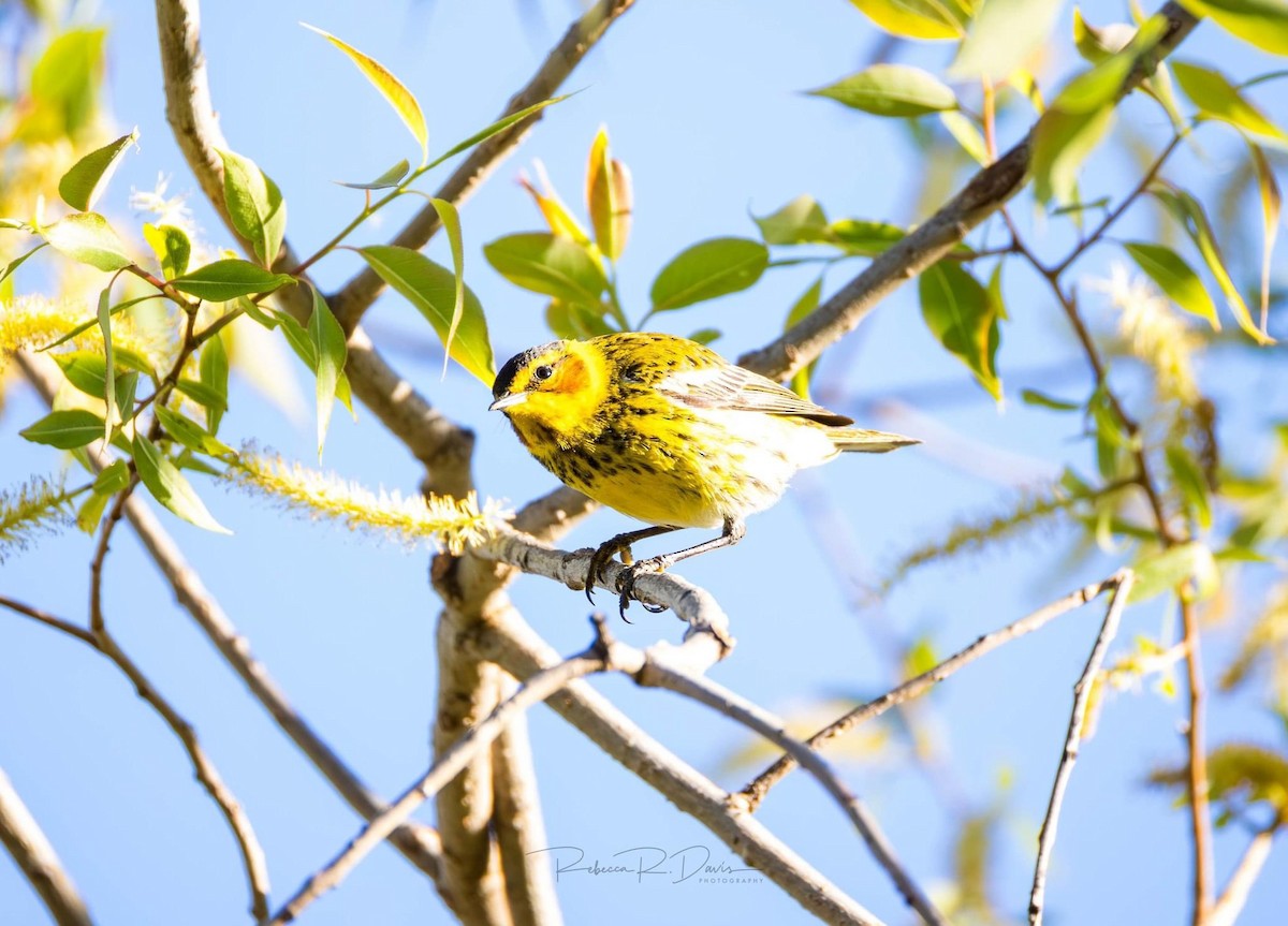Cape May Warbler - ML618244196