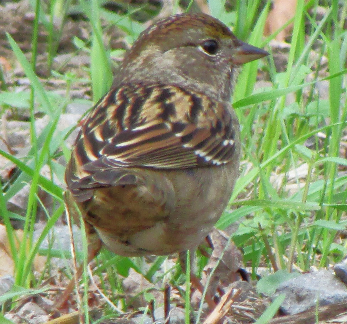 Golden-crowned Sparrow - ML618244197