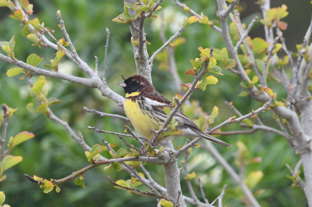 Yellow-breasted Bunting - ML618244205
