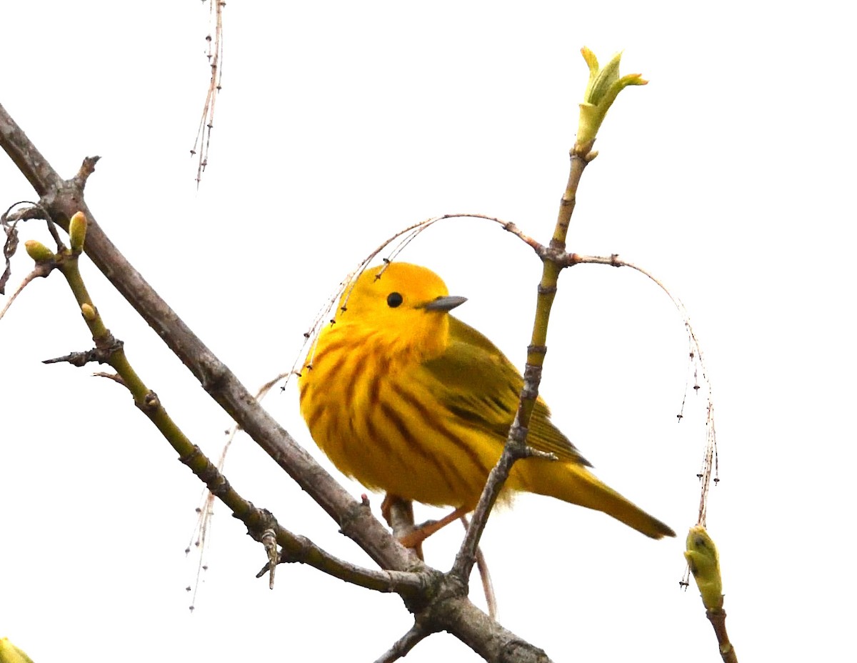 Yellow Warbler - Margaret Hough