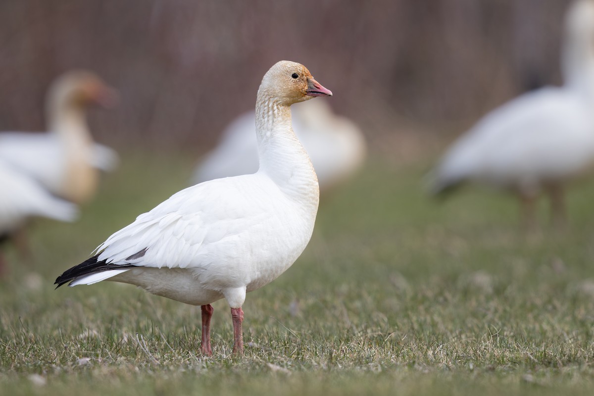 Snow x Ross's Goose (hybrid) - ML618244261