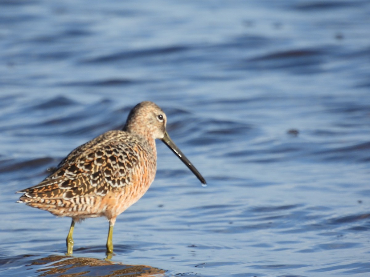 Long-billed Dowitcher - ML618244287