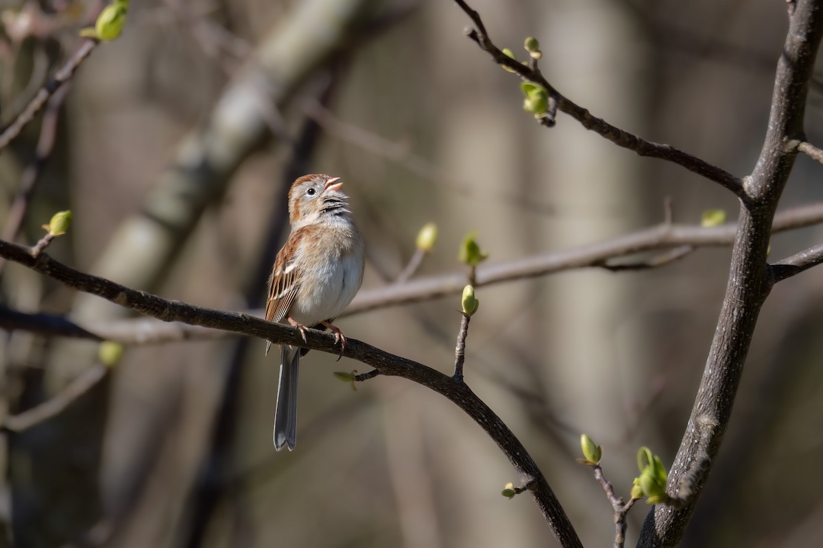 Field Sparrow - ML618244311