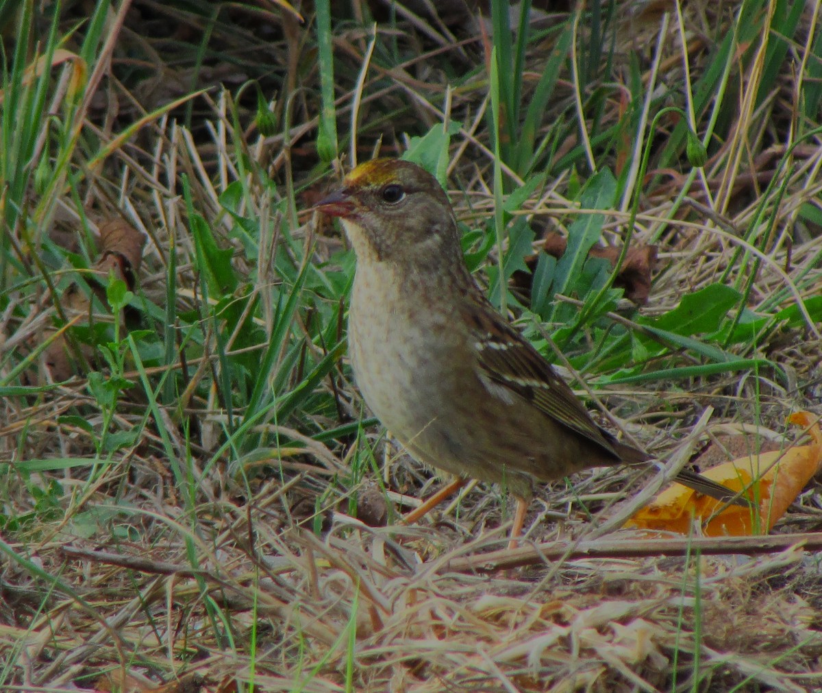 Golden-crowned Sparrow - Sandy Winkler
