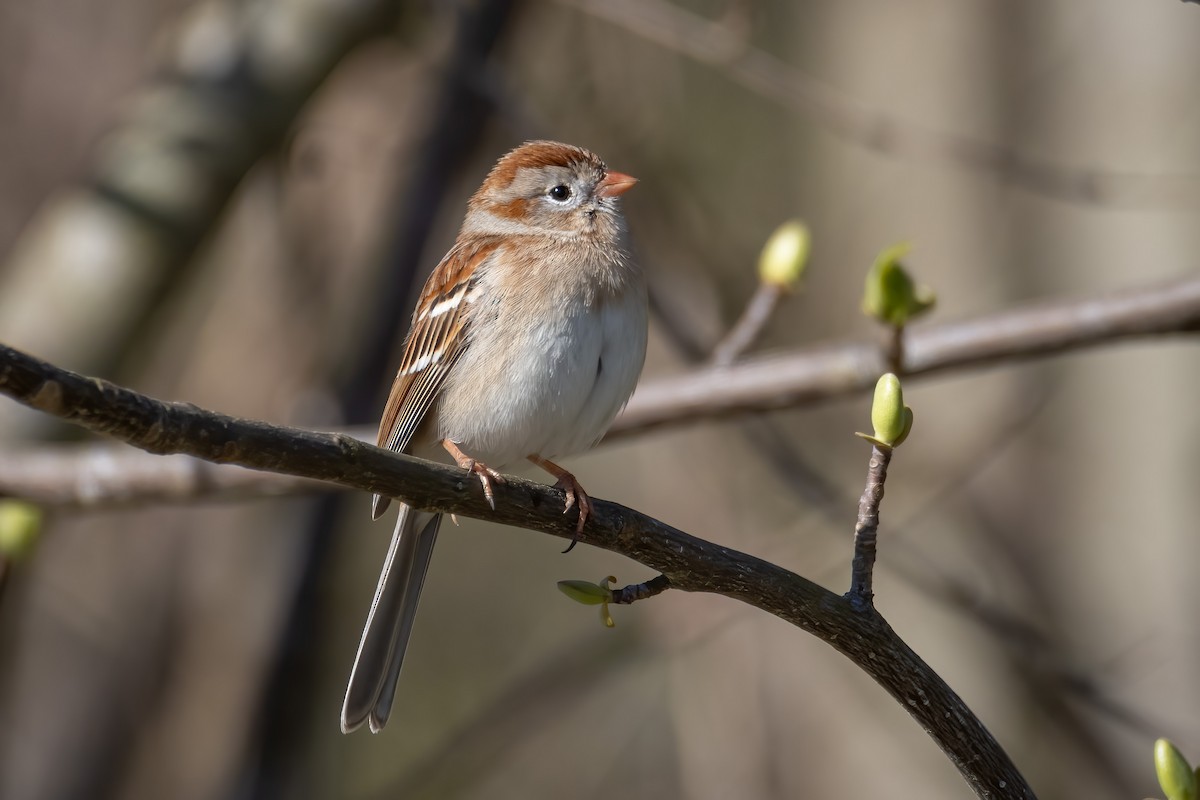 Field Sparrow - David Yeager