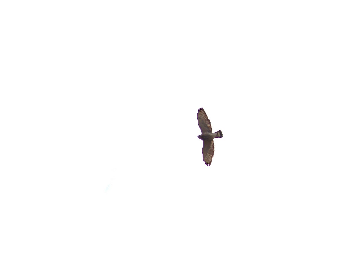Broad-winged Hawk - ML618244320