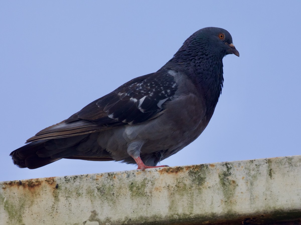 Rock Pigeon (Feral Pigeon) - ML618244382