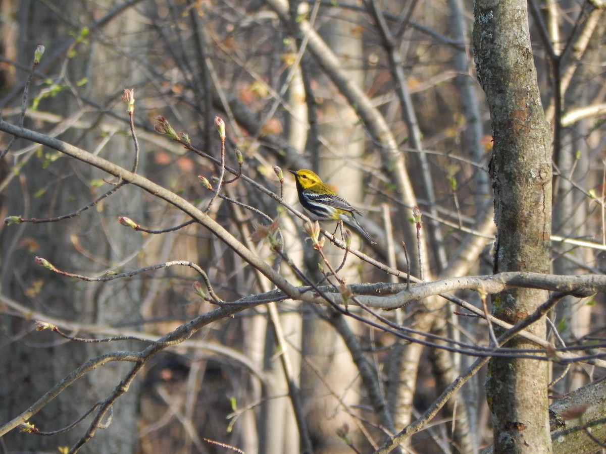Black-throated Green Warbler - Jayden Parker