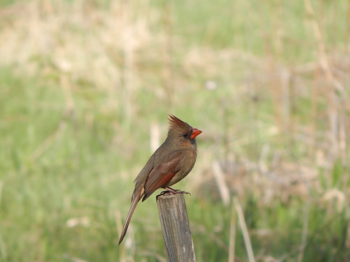 Northern Cardinal - Jayden Parker