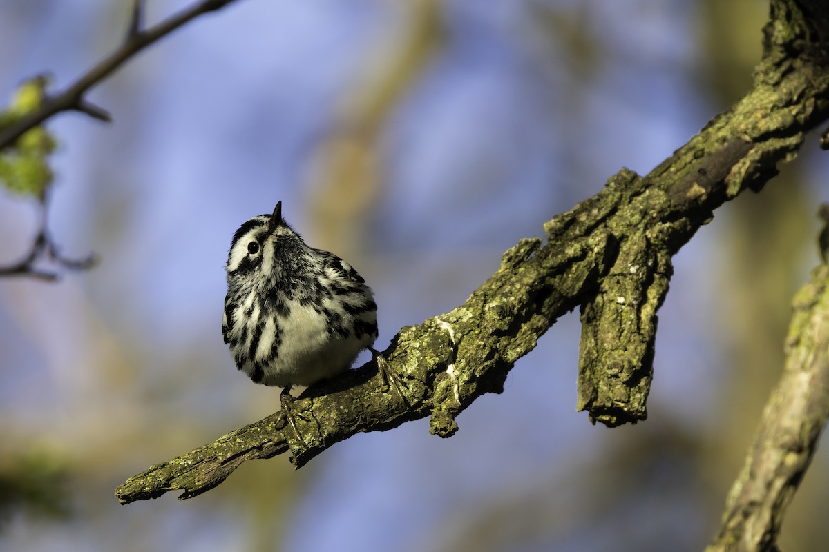 Black-and-white Warbler - ML618244463